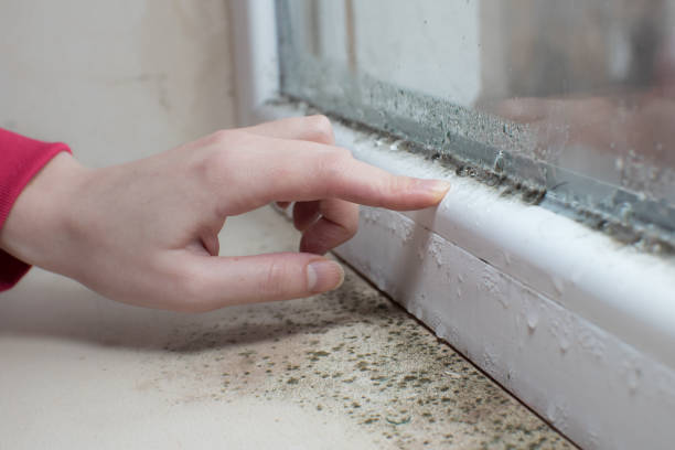 Reliable Massapequa, NY Mold Removal Solutions