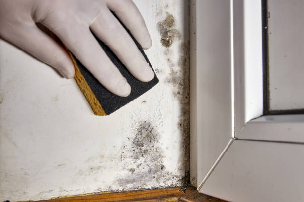 Best Residential Mold Inspection & Testing  in Massapequa, NY