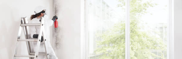 Best Mold Remediation for Rental Properties  in Massapequa, NY
