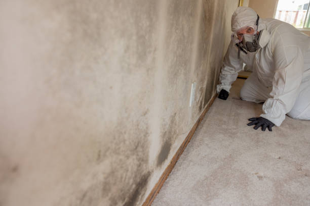 Environmental Consulting for Mold Prevention in Massapequa, NY